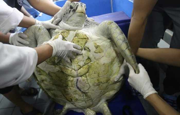 'Bank' the turtle dies after swallowing 900 coins thrown into her pond