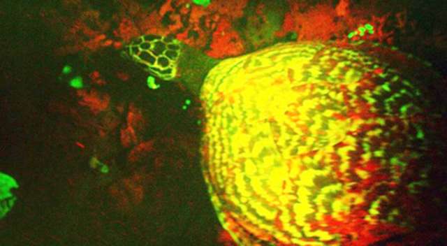Biologist discovers world-first `glowing` turtle