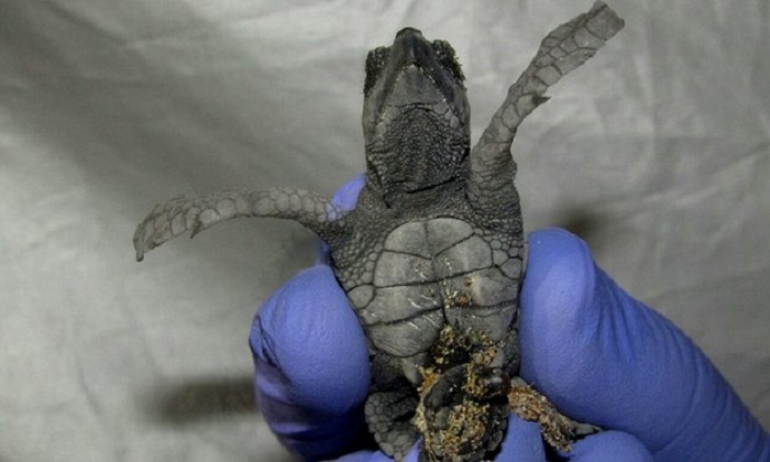 Conjoined baby turtle saved by Italian marine biologists 