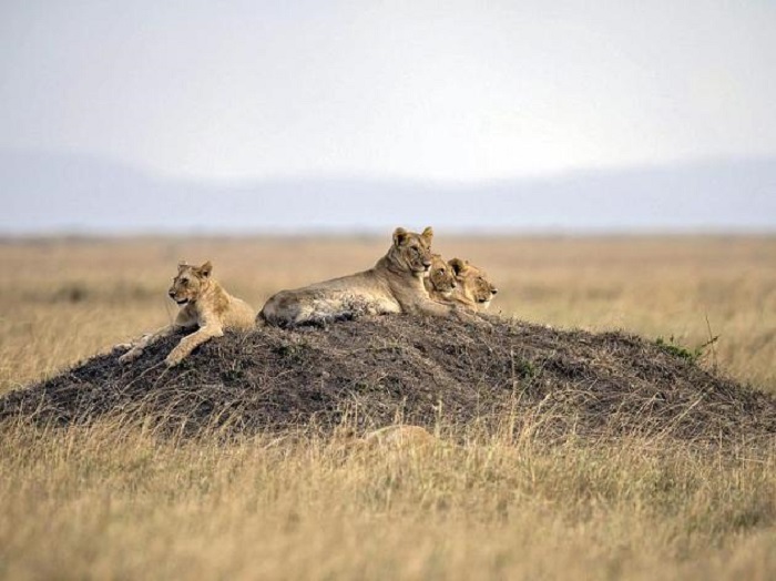 „König der Tiere“ ist in Afrika vom Aussterben bedroht