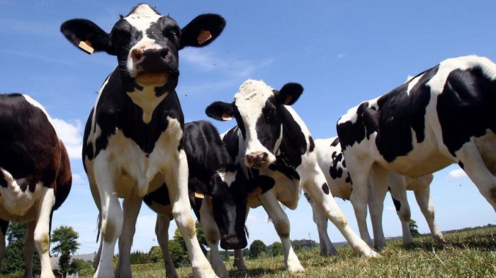 500 vaches disparaissent mystérieusement en Nouvelle-Zélande