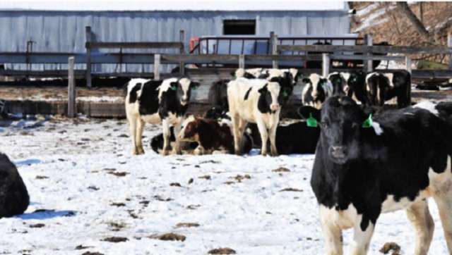15 000 vaches laitières tuées par le blizzard au Texas