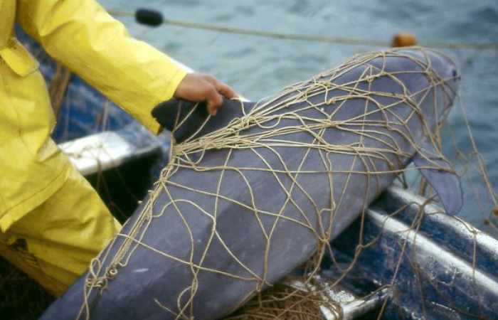 Sex in Gefangenschaft soll Vaquitas retten