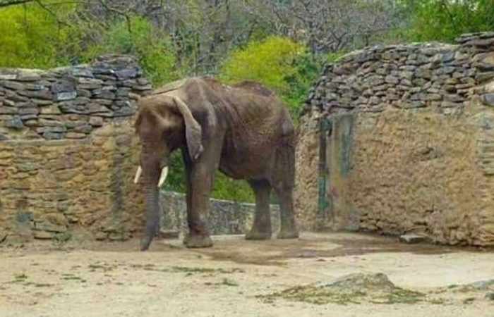 Venezuelan crisis: Starving elephant become symbol of country's misery