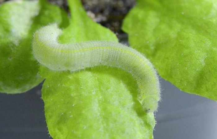 Plants can ‘hear’ themselves being eaten 