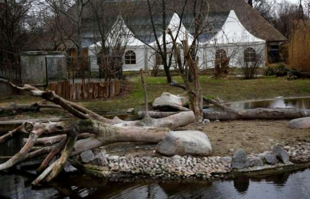 Vienna zoo culls 20 pelicans after bird flu virus found