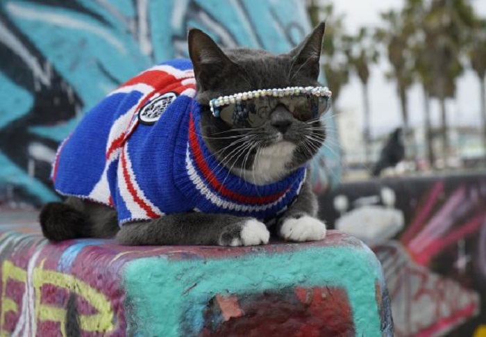 Viraler Hit: Katze mit Sonnenbrille rockt die sozialen Medien