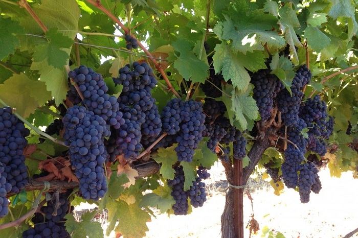 Azerbaijan intends to regain lost positions in viticulture