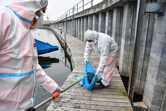 Vogelgrippe unter Wildvögeln weitet sich zur Pandemie aus