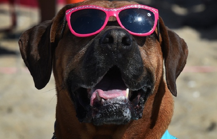 Votre chien peut connaître vos émotions en regardant votre visage
