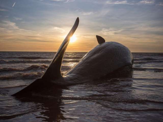 Northern Lights linked to deaths of North Sea whales