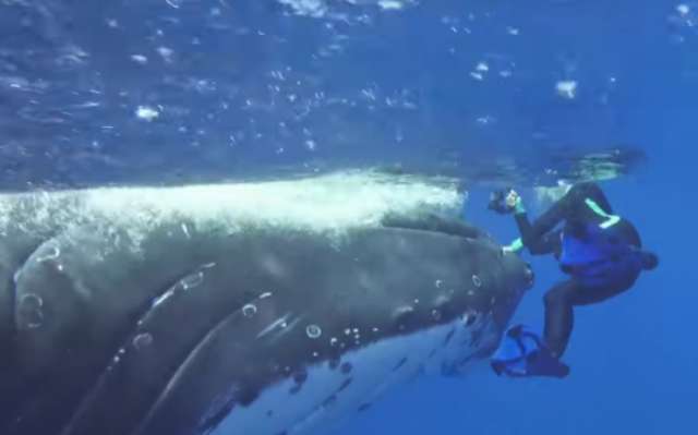 Video captures hero whale saving Maine snorkeler from shark attack
