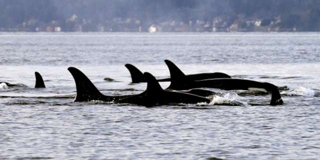 Whale Vomit Makes Man Richer by $16,700