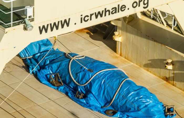 Japan kills more than 300 whales in annual Antarctic hunt