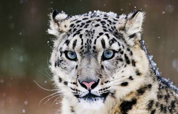 Illegal wildlife trade threatens species at Unesco sites, says WWF