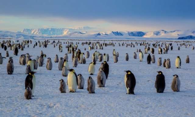 World's biggest wildlife reserve planned for Antarctica in global campaign