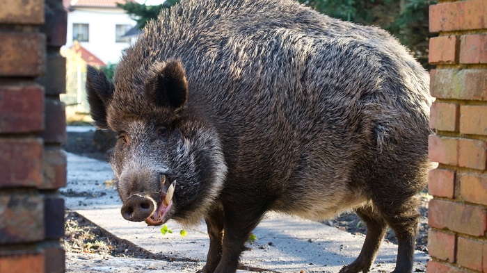 Wildschwein rennt durch Kaufhof und wird im Lotto-Toto-Geschäft erschossen