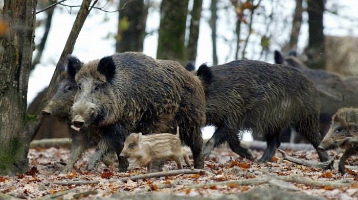 Wildschweine im Fukushima erobern Evakuierungszonen