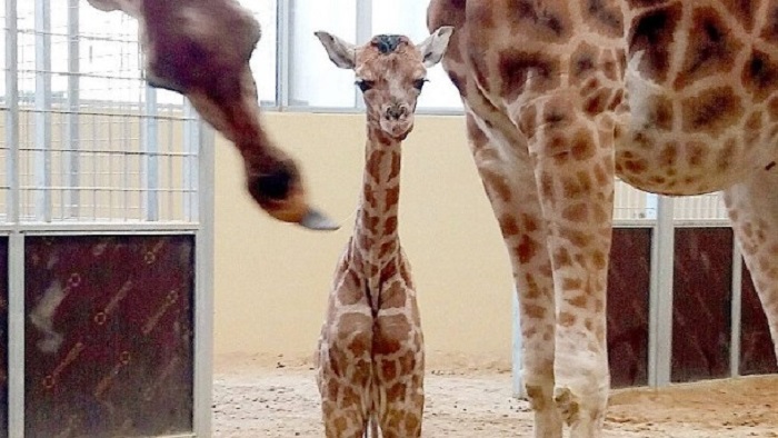 Erstmals Rothschild-Giraffe in Barcelona zur Welt gekommen