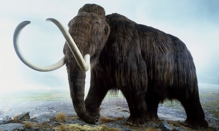 Huge news: scientists solve mystery of dead male woolly mammoths