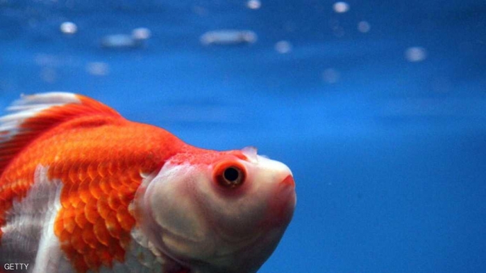 بطريقة مذهلة.. السمكة الذهبية تعيش من دون أوكسجين
