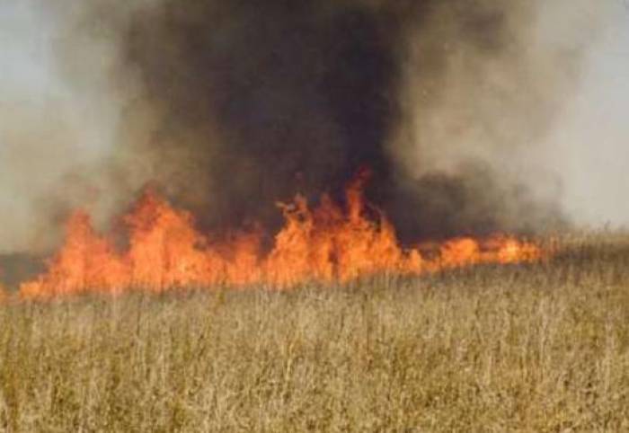 Otra provocación de los armenios- Campo de grano de 45 hectáreas fue quemado completamente