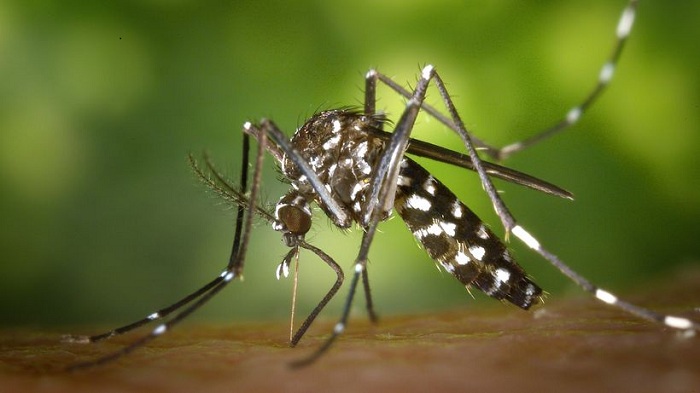 Unfruchtbare Labor-Mücken sollen Zika stoppen