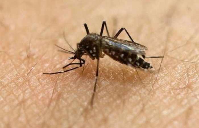U.S. Zika vaccine begins second phase of testing