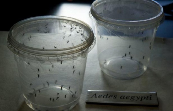 L'Inde confirme ses premiers cas de Zika