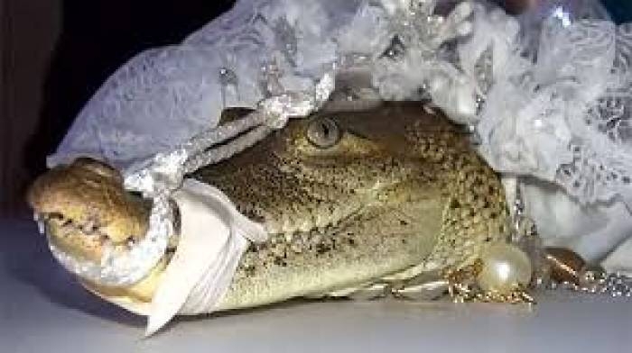 Mayor 'marries' crocodile for good luck in Mexico - VIDEO
