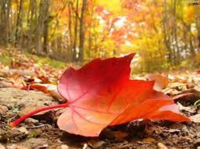 أذربيجان تستقبل فصل الخريف فلكيا يوم 23 سبتمبر