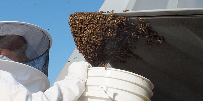 Modernster US-Kampflugzeug von Bienen in Schach gehalten