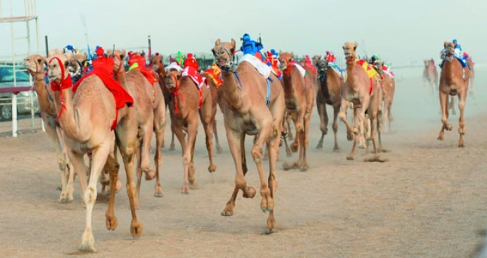 ختام ناجح لسباق الهجن بولاية المضيبي بمشاركة أكثر من 500 متسابق بتنظيم من الهجانة السلطانية