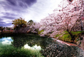 Sakura çiçəklədi- FOTOLAR