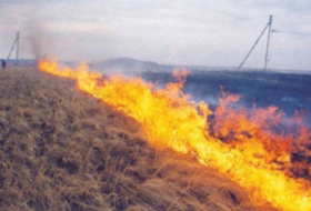 Göyçayda 100 hektar taxıl sahəsi yanıb
