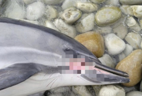    Ukrayna müharibəsi delfinlərin kütləvi ölümünə səbəb olur -    FOTOLAR       
