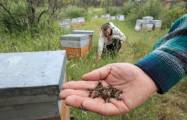       Aşot balsız qalacaq:    Ermənilər arı ailələrinin 60-70%-ni tələf etdilər   