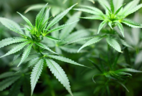 Le cannabis bientôt reclassé comme une drogue moins dangereuse aux Etats-Unis